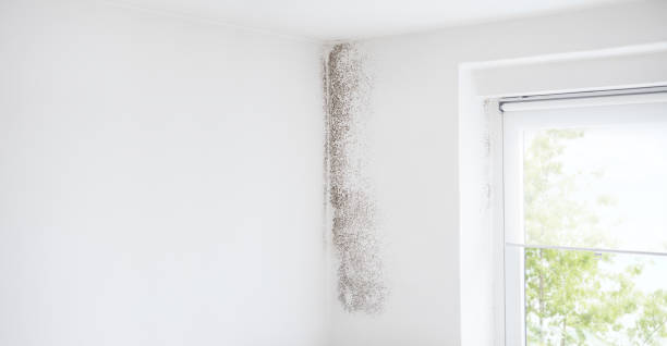 Best Water Damage & Mold Remediation  in Macon, MO