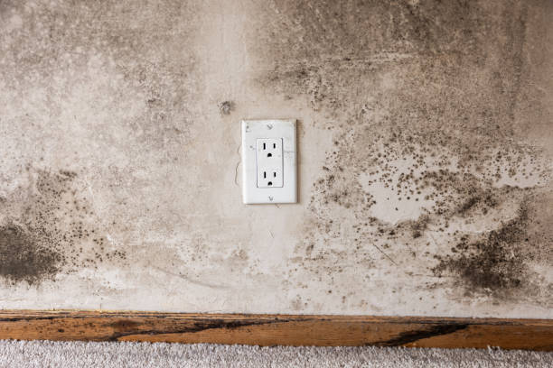 Best Black Mold Removal  in Macon, MO