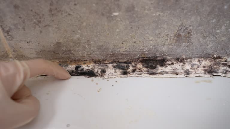 Best Mold Removal for HVAC Installations  in Macon, MO
