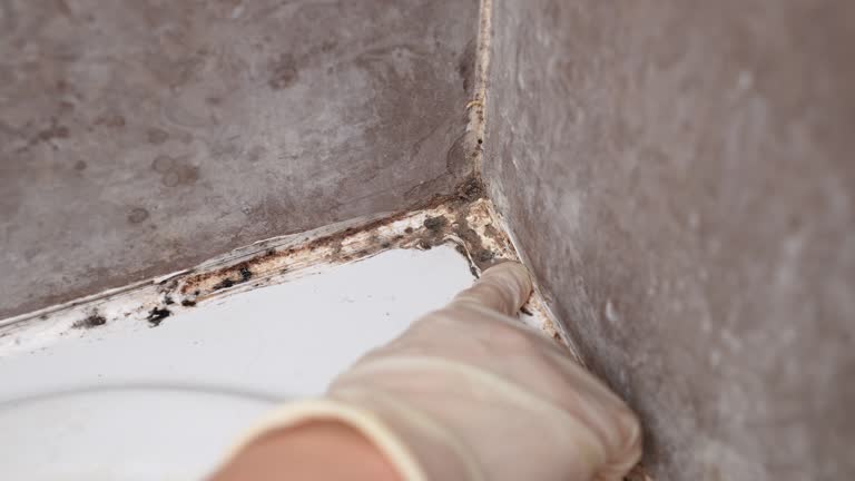 Best Dehumidification Services  in Macon, MO